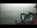 Thresher Shark Gets even by jceviche