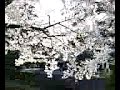 Hanami scene 2
