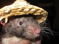 its-my-party-rat-in-hats-video.html