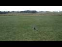 Blueray 450 RTF test flight
