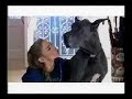 Drea de Matteo For ASPCA