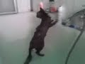katze beim duschen