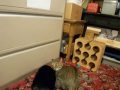 3CoolKats Ep. 51, Several Battles 3CoolKats Ep. 51, Several Battles