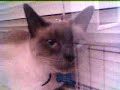 Stupid Cat Stupid Cat