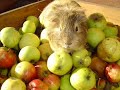 Mein Meerschwein Shini Mein Meerschwein Shini