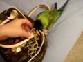 Louis Vuitton Bird - Nanday Conure