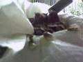 Carduelis Cannabina