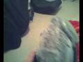 videos de paintball bandana mod