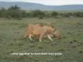 African Safari