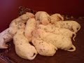 dalmatian puppies   !!!