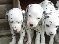 Dalmatian puppies...!!!
