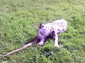 dalmatian puppies   !!!