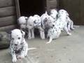 Dalmatian puppies...!!!