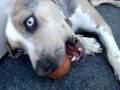 Catahoula