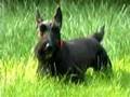 Scottish Terrier in his last week