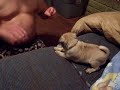 pug puppy takes a flying leap