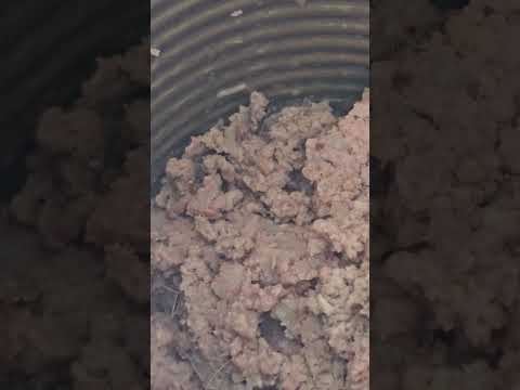 Pedigree - Worms/larva in can dog food and dry dog food has blue food bites
