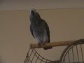 Chip the parrot again