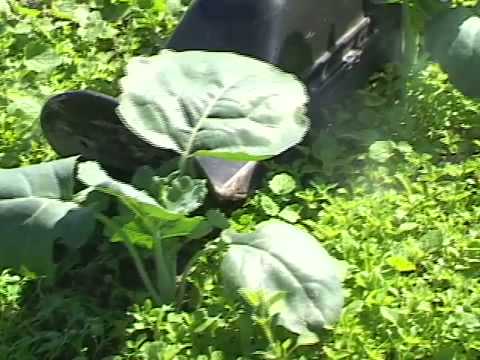 See video
