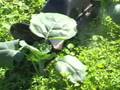 Organic Weed Control Ceramic Plate Flamer: Weed Em and Reap