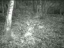 Fotofalle Moultrie I 60