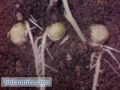 Plant Physiology: Phototropic Response