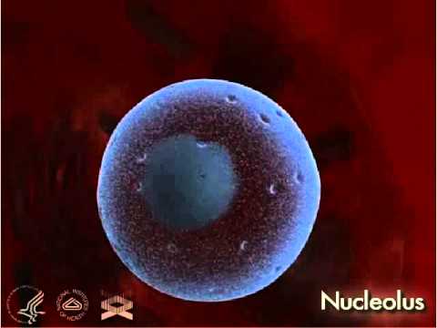 Nucleus 3-D