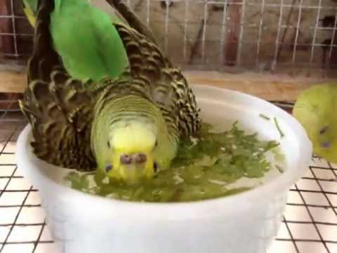 how to care budgies in winter