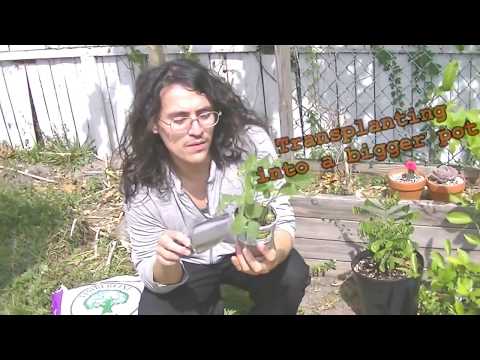 how to transplant strawberry plants into pots