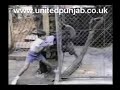 funny kids   animals