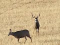 deer deer