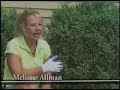 Leaf Miners on Boxwoods
