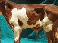Umbilical abscess in calf