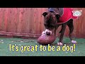 Click here to watch this video Joy's Red Coat : Ultra Fur