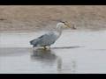 lossiemouth wildlife