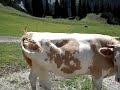 Cows in Seefeld (Austria)