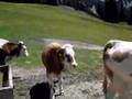 Cows in Seefeld (Austria)
