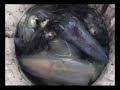 Squid Jigging