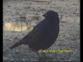 Carrion Crow really upset Carrion Crow really upset
