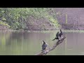 Great Cormorant