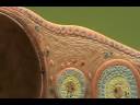 Ovarian Model - Introduction.avi