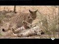 Lince ibérico en Madrid
