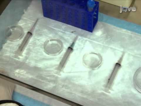 how to isolate cells from tissue