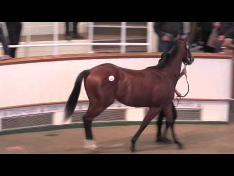 Lot 254 Oasis Dream ex Izzi Top Selling for 1.1m Gns