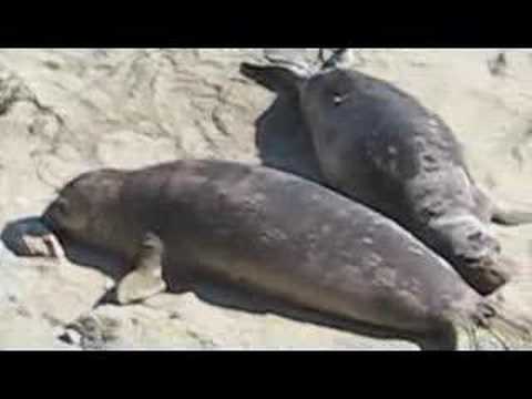 Elephant Seal Refuge