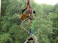 Caique Climbing