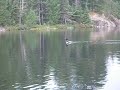 Loon calls Loon calls