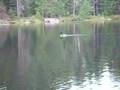 Loon calls