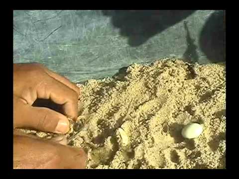 réptil - A vida em nossas mãos.