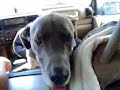 Great Dane in Car